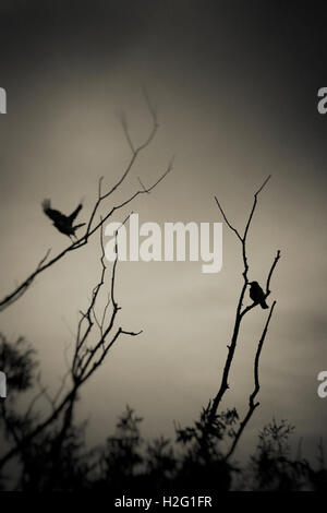 Due uccelli e sagoma scura dell'albero. Moody e carattere minaccioso scena. Foto Stock