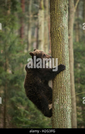 Unione orso bruno / Europaeischer Braunbaer ( Ursus arctos ), giovani cub, arrampicata su un albero, formazione la sua forza e la sua abilità. Foto Stock