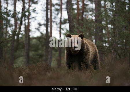 Eurasian orso bruno / Braunbaer (Ursus arctos) in corrispondenza di un bordo di una foresta di pini, in piedi a secco di heather, frontale a basso punto di vista. Foto Stock