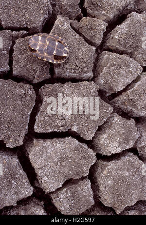 Il letto del fiume secco con fango e guscio di tartaruga, Keoladeo Ghana National Park, Bharatpur Rajasthan,l'India Foto Stock