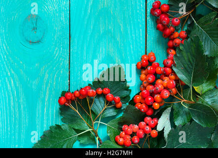 Autunno sfondo di legno con bacche di biancospino. Colorato autunno sfondo con testo libero spazio Foto Stock