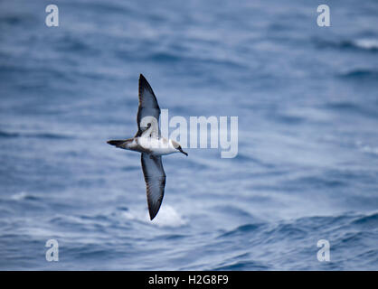 Grande Shearwater Puffinus gravis Oceano Meridionale off Falklands Foto Stock