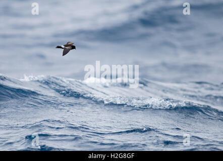 Il Wilson's Storm Petrel Oceanites oceanicus oceano meridionale al largo della Georgia del Sud Foto Stock