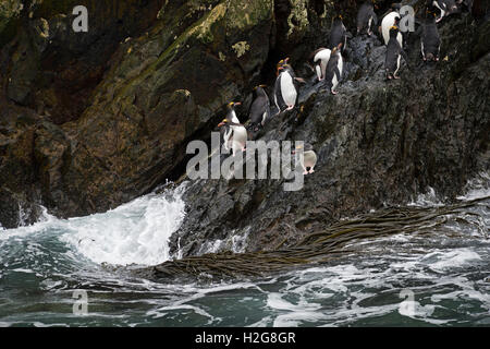 Maccheroni Penguins Eudyptes chrysolophus tornando a colonia su Bird Island, Georgia del Sud Foto Stock
