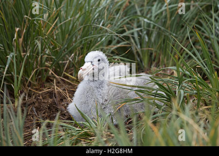 Il gigante del sud Petrel Macronectes giganteus pulcino su nest Albatross, Isola Georgia del Sud Gennaio Foto Stock