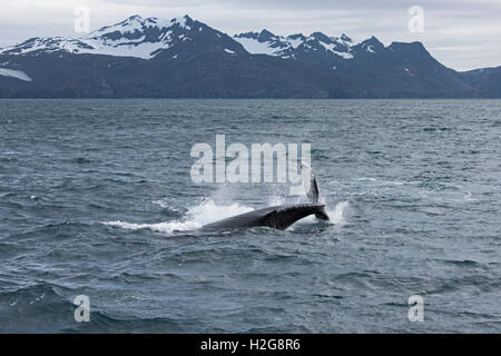 Humpback Whale, Megaptera novaeangliae tail slapping off punto di Weddell, Georgia del Sud, Gennaio Foto Stock