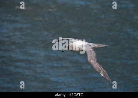 Luce-mantled fuligginosa Albatross Phoebetria palpebrata sella Isola Georgia del Sud Foto Stock