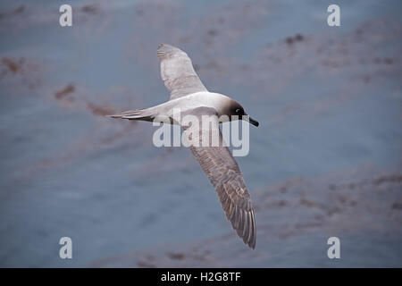 Luce-mantled fuligginosa Albatross Phoebetria palpebrata sella Isola Georgia del Sud Foto Stock