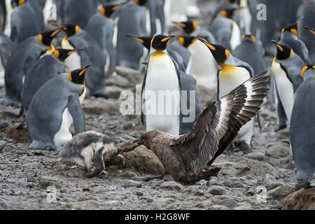 Brown Skua Stercorarius antarcticus attaccando un pinguino papua Pygoscelis papua chick che ha vagato in un pinguino reale colo Foto Stock