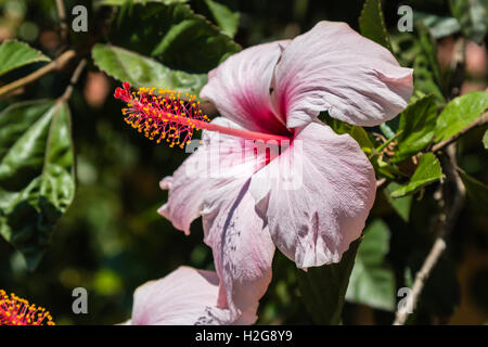 Ibisco rosa Rosa-Sinensis: splendida fioritura delle piante Foto Stock