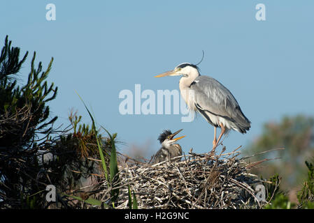 Airone cenerino Ardea cinerea pulcini nel nido Elemosinare il cibo Camargue Provenza Francia Foto Stock