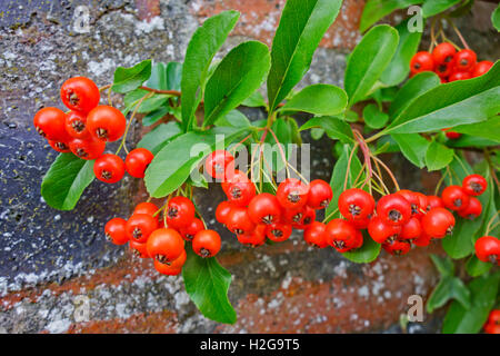 Bacche di colore arancione del Pyracantha arbusto in autunno, crescendo contro un muro di mattoni. Foto Stock