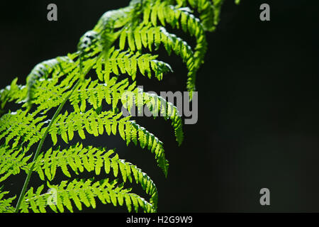 Bracken Pteridium aquilinum frond retroilluminato in bosco Norfolk Luglio Foto Stock