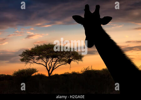 Silhouette di giraffa e acacia, il Parco Nazionale di Etosha, Namibia, Africa Foto Stock