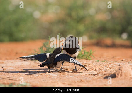 Eurasian Gazza Pica pica giovani Elemosinare il cibo Belchite Spagna Foto Stock