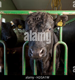 Capi di bestiame in un granaio, Western Islanda Foto Stock