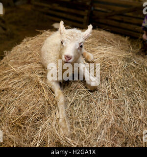 Giovane agnello in un granaio, Western Islanda Foto Stock