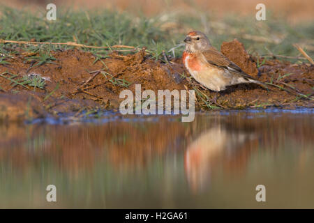 Comune di Linnet Carduelis cannabina maschio adulto proveniente da bere Belchite Spagna Foto Stock