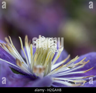 Un fiore nel giardino segreto balloch park Foto Stock