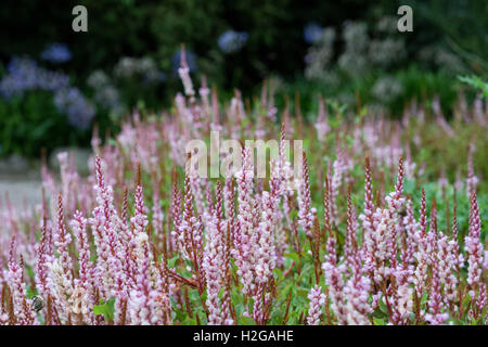 Letti di fiori nel giardino segreto balloch park Foto Stock