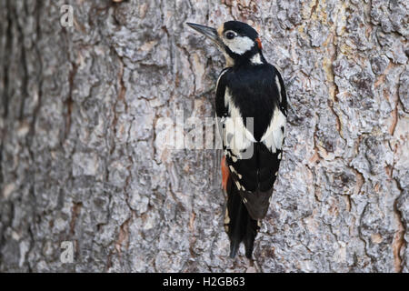 Picchio rosso maggiore Dendrocopos major Pirenei Spagna Foto Stock