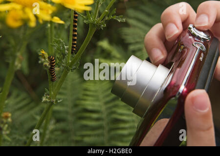 Ragazza giovane fotografa Cinnibar Moth bruchi su erba tossica, Kelling Heath Norfolk estate Foto Stock