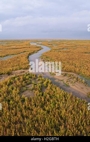 Marsh samphire / la salicornia (Salicornia europaea) on Salt Marsh a Stiffkey paludi North Norfolk Ottobre Foto Stock