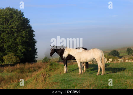 Aesica (grande) Chesters Roman Fort, il vallo di Adriano, Northumberland - cavalli entro il fort interno in una nebbiosa mattina Foto Stock