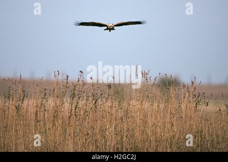 Falco di palude Circus aeruginosus oltre Watling acqua, Papa's Marsh Salthouse Norfolk Novembre Foto Stock