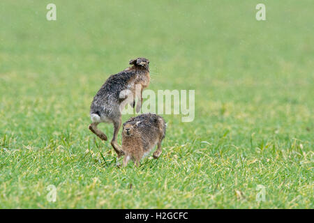 Mad marzo lepri, Marrone lepre Lepus europaeus boxe sotto la pioggia Holt Norfolk Foto Stock