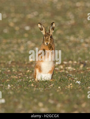 Brown lepre Lepus europaeus Holt Norfolk Marzo Foto Stock