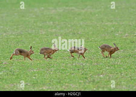 Mad marzo lepri, Marrone lepre Lepus europaeus boxing Holt Norfolk Foto Stock