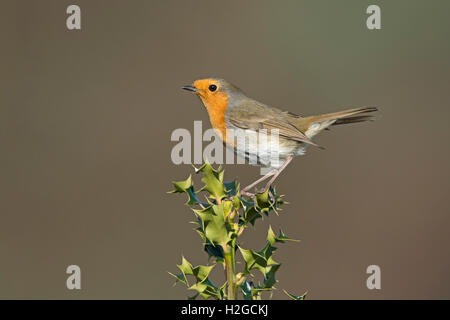 Robin Erithacus rubecula Norfolk Marzo Foto Stock