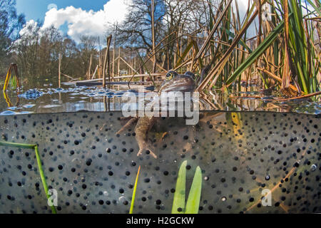 Rana comune, rana temporaria tra frog spawn Cromer Norfolk Marzo Foto Stock