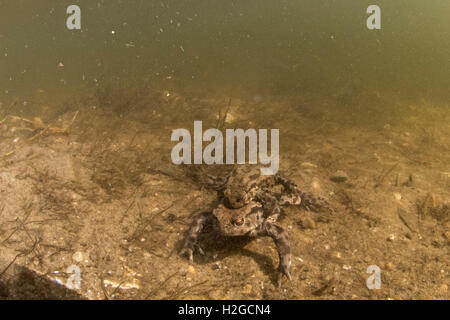 Il rospo comune, Bufo bufo coppia in amplexus (accoppiamento) al fondo di stagno North Norfolk Marzo Foto Stock