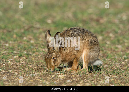 Brown Hare, Lepus europaeus grazing North Norfolk March Foto Stock