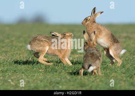 Mad marzo lepri, Marrone lepre Lepus europaeus boxing vicino a Holt Norfolk Domenica di Pasqua Foto Stock