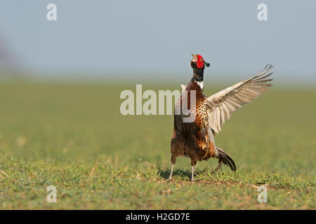 Comuni (anello) a collo alto Pheasant Phasianus colchicus eseguendo maschio territoriale chiamata incoronata, North Norfolk Marzo Foto Stock