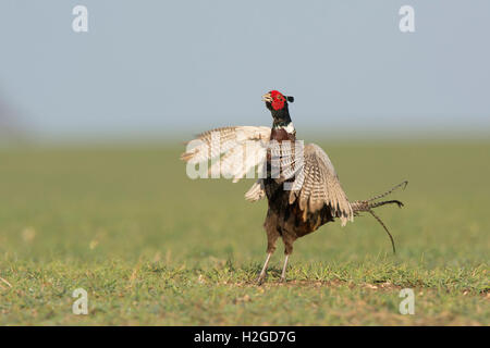 Comuni (anello) a collo alto Pheasant Phasianus colchicus eseguendo maschio territoriale chiamata incoronata, North Norfolk Marzo Foto Stock