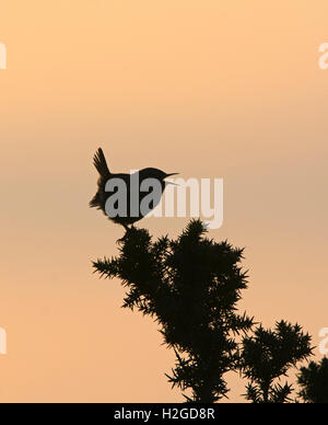 Scricciolo, Troglodytes troglodytes nella canzone all'alba North Norfolk Marzo Foto Stock