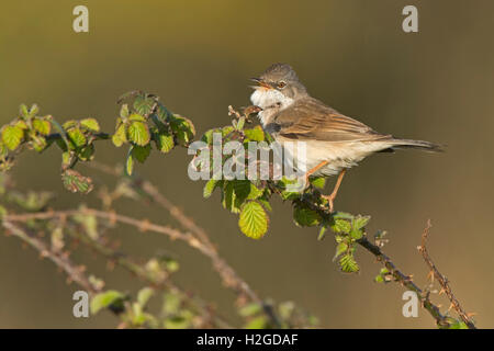 Whitethroat, Sylvia curruca nella canzone North Norfolk può Foto Stock