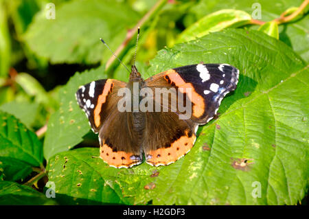 Red Admiral Butterfly Vanessa Atalanta nel giardino Norfolk tarda estate Foto Stock
