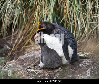 Maccheroni Penguin Eudyptes chrysolophus maschio con pulcino a colonia di allevamento n Cooper Bay Georgia del Sud Foto Stock