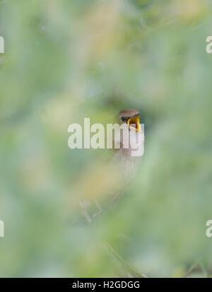 Nightingale Luscinia megarhynchos nella Canzone di primavera di Norfolk Foto Stock