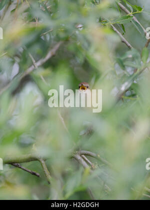 Nightingale Luscinia megarhynchos nella Canzone di primavera di Norfolk Foto Stock