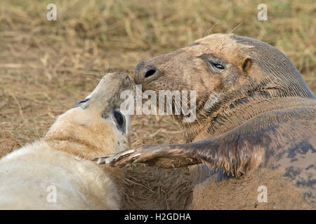 Guarnizione grigio pup Halichoerus grypus essendo curato da madre Donna Nook Lincolnshire Foto Stock