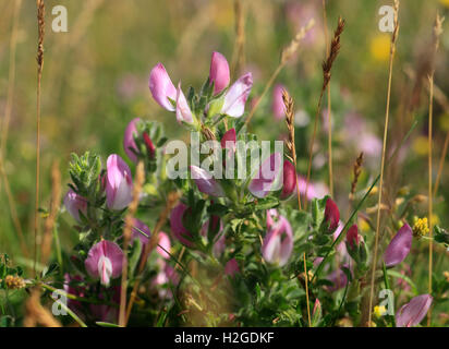 Comune, Ononide Ononis repens. Foto Stock