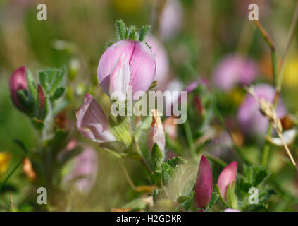 Comune, Ononide Ononis repens. Foto Stock