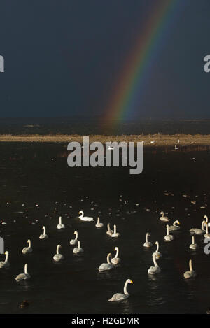 Whooper cigni, Cygnus olor si riuniscono per la loro alimentazione di pomeriggio a Welney Wildfowl & Wetlands Trust Reserve nel Ouse lavaggi in EAS Foto Stock