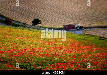 AJAXNETPHOTO. LE TOUQUET, Francia. - Agricoltura - di un trattore e di un carrello fa il suo modo attraverso i terreni agricoli e un campo di papaveri TRA LE TOUQUET E BOULOGNE. Foto:JONATHAN EASTLAND/AJAX REF:D50109 38 Foto Stock